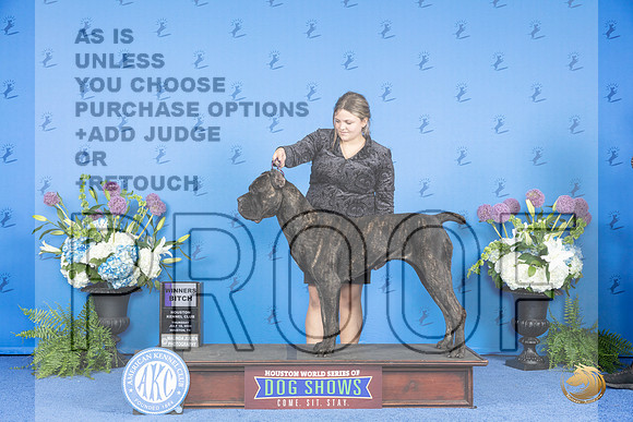Cane Corso #8 THUR WB Judge Annella Cooper__JP_8034_Houston_2024_HR3