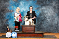 Shih Tzu #8 Sun G2 Judge Lisa Graser