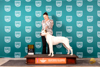 American Bulldog #292 Sun G4 Judge Kathryn Baxter