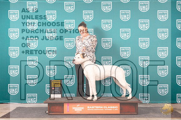 American Bulldog #292 Sun G4 Judge Kathryn Baxter__JP_2366_UKCEastern_2024_HR3