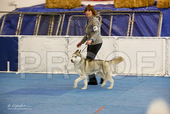 _M3_0005-AddisonHuskyMar2015-HR3
