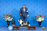 Cardigan Welsh Corgi #27 THUR WD BOW NC M Judge Jon Cole