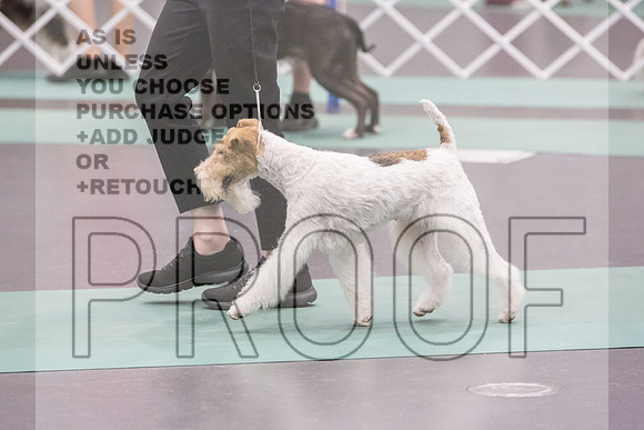 Terrier Group Rings Fri Ring 1_JJL_6850_UKCLNGVIEWOCT2024_2024_HR3
