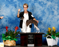 Italian Greyhound #14 Fri BOB Swanson Shawna & Blake & Terri Duddlesten Judge Gloria Geringer