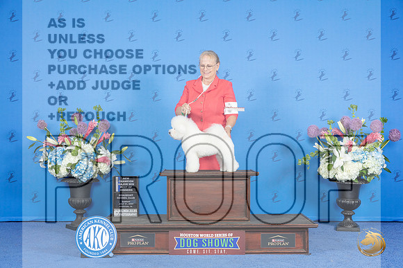 Bichon Frise #8 SUN WB BW NC M Judge Douglas Johnson__JP_0628_Houston_2024_HR3
