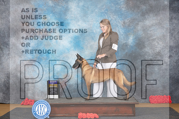 Belgion Malinois #8 Sat BOB Judge Pat Trotter__JP_0152_Sulphur Springs_2024_HR3