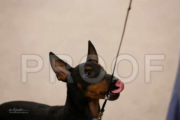 BISpup-1053-NormNov13-HR