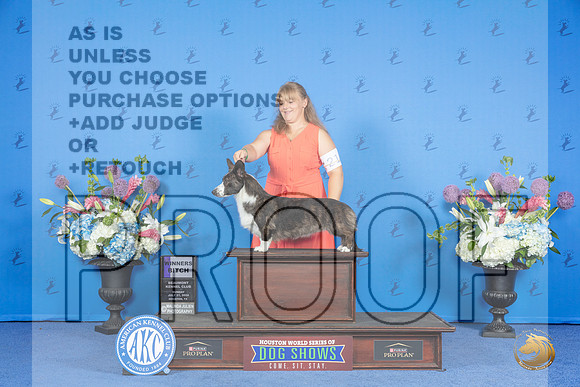 Cardigan Welsh Corgi #36 SUN WB Judge James Moses__JP_0078_Houston_2024_HR3