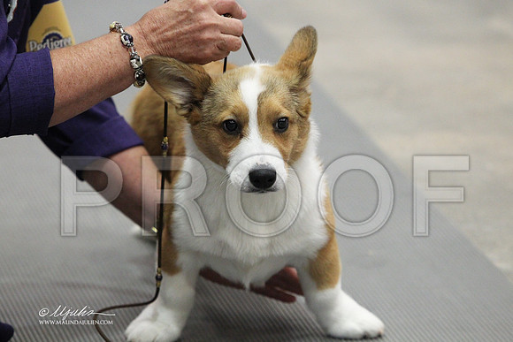 corgi-6188LR