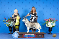 Siberian Husky #9 THUR G3 Judge Nancy Liebes