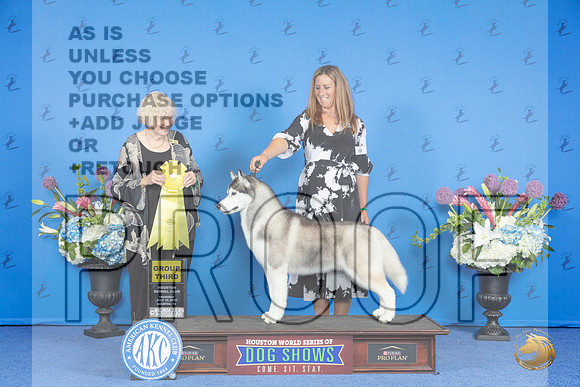 Siberian Husky #9 THUR G3 Judge Nancy Liebes__JP_8478_Houston_2024_HR3