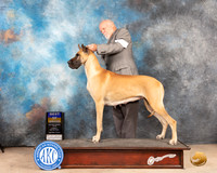 Grate Dane #8 Sun BOB Judge Eric Liebes