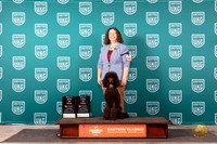 Poodle Std #185 Fri Sat HIT Judge Polly Jones