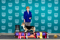 Pembroke Welsh Corgi #108 Sun