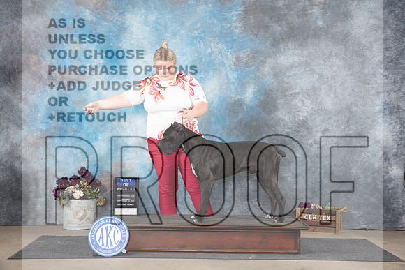 Cane Corso #5 SAt BOW Judge Joan Liebes__JP_6942_Belton_2024_HR3
