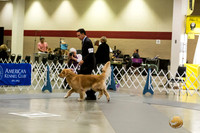 Golden REtriever #17 Ring