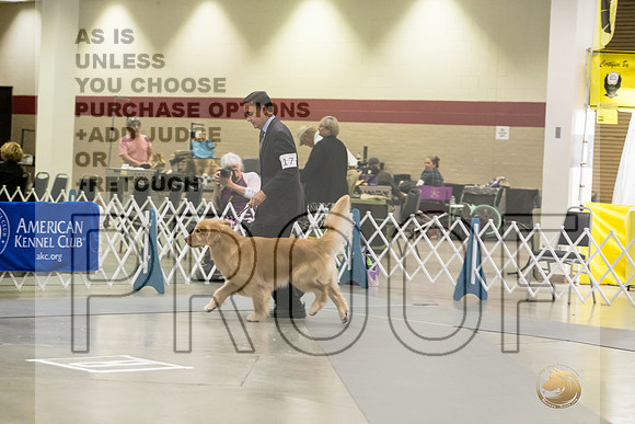 Golden REtriever #17 RingJJL_4165_Amarillo_2022_HR3