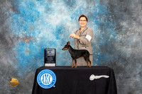 Manchester Terrier #6 Sat BOV Judge Bradley Jenkins r