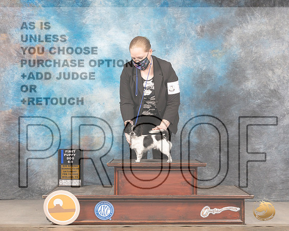 Chihuahua Long Coat #7 Sat 6-91st Judge Donnelle RichardsMMJ_4018_Mdlnd2022_HR3