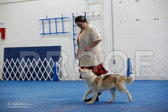 _M3_9336-AddisonHuskyMar2015-HR3