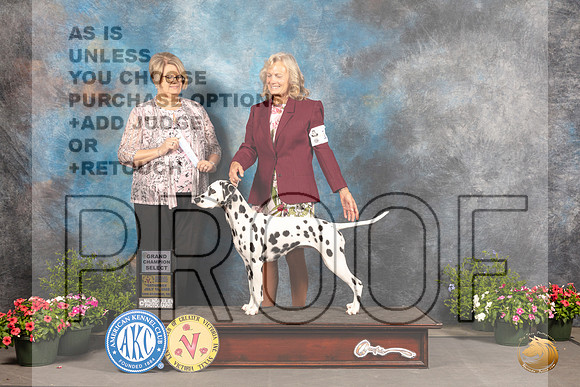 Dalmatian #10 SB Sat Judge Cindy Lane_MJ_0015_SA_2022_HR3