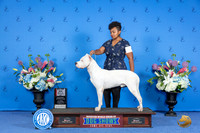 Dogo Argentino #5 SAT BOS M Judge Annella Cooper