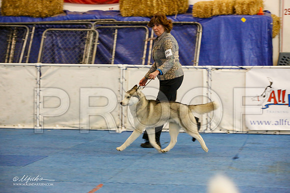 _M3_0003-AddisonHuskyMar2015-HR3