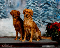 Golden Retriever Custom Portrait