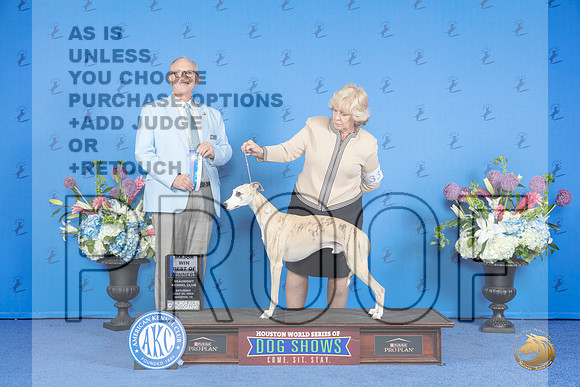 Whippet #33 SAT BOW M Judge Rick Martin__JP_0057_Houston_2024_HR3