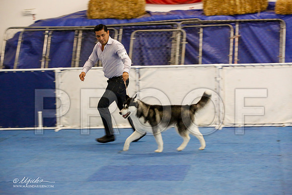 _M3_9035-AddisonHuskyMar2015-HR3