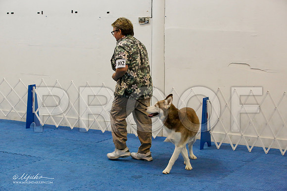 _M3_7860-AddisonHuskyMar2015-HR3