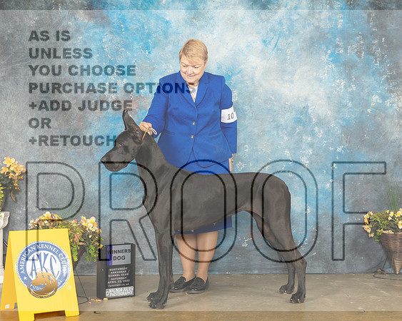 Great Dane #10 Sat WB Judge Jan Sigler-MMJ_0356-NWARK2022-HR3