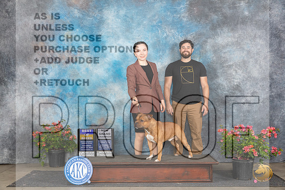 Staffordshire Bull Terrier #7 Sat BOBGCH Judge Karen McFarlane__JP_5092_San Antonio_2024_HR3