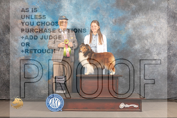 Shetland Sheepdog #J627 BJ Judge Robert Olsen_MJ_2650_Houston_2022_HR3