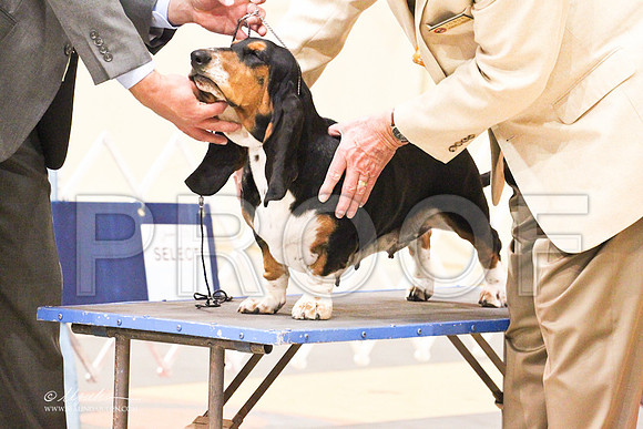 Basset-8954LR