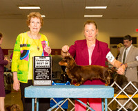 Dachshunds Longhaired #11 Thrs NC BOW Starnes Barbara Judge Ms Laurie King Telfair