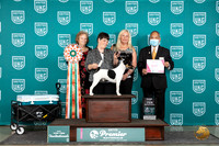 Smooth Fox Terrier #? Thur T10 1st