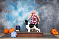 Springer Spaniel #9 Sat WDBOW Judge Ann Roth