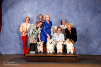 Corgi Pembroke Welsh #37, 10, 30, 55 AOM