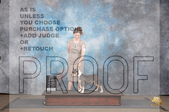 American Bully #313 Sun Novice Pup 1st Judge Brenda Landers__JP_2918_LongviewTX_2024_HR3