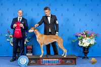 Greyhound #6 THUR G2 Judge Jamie Hubbard