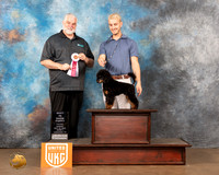 Poodle Miniature MC #? Sun1 Judge Matthew Proctor