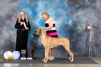 Great Dane #10 Thur SBOHBOB Judge Denise Dean