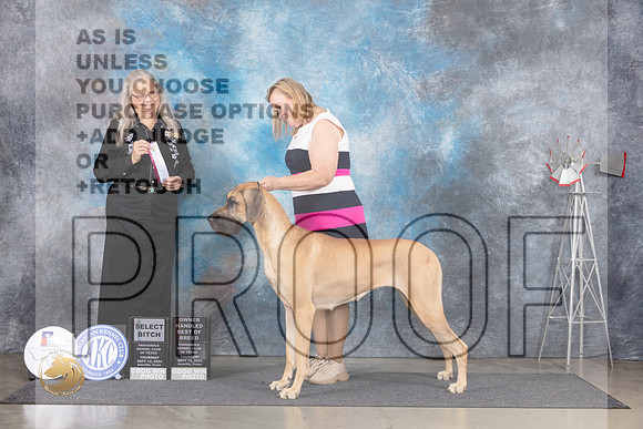 Great Dane #10 Thur SBOHBOB Judge Denise Dean__JP_4830_Amarillo_2024_HR3