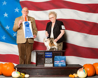 Chihuahuas #10 Sun G1 Gentile Bob Judge Mr Merle Taylor