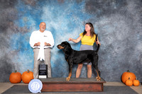Black and Tan Coonhound #5 Sat G4 Judge Hal Biermann