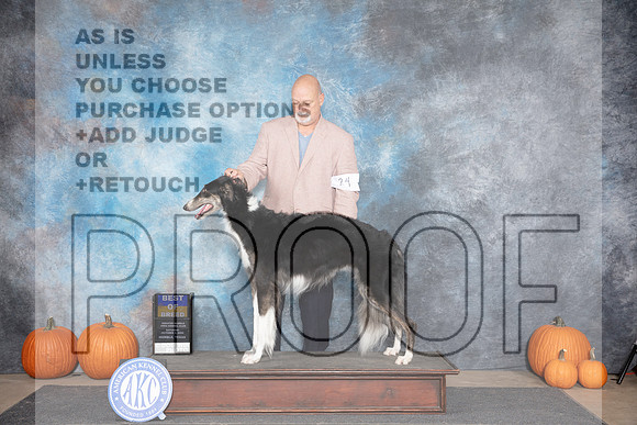 Borzoi #24 Sat BOB Judge Leonore Abordo __JP_8954_Humble_2024_HR3