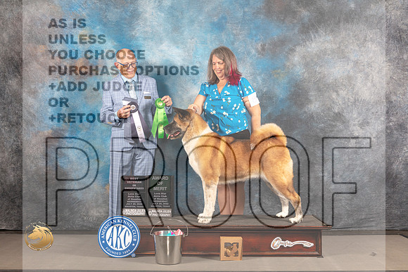 Akita #8 WED BV AOM Judge Donald Plummer_MJ_2274_Houston_2022_HR3