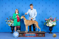 Greyhound #6 SAT G2 Judge Angela Pickett