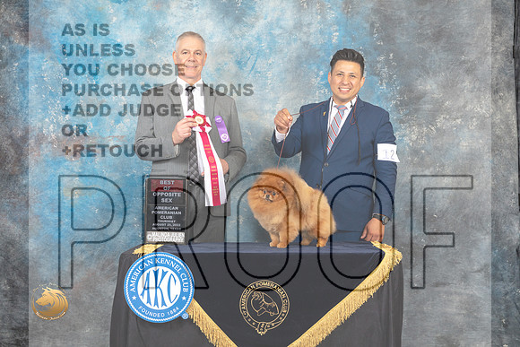Pomeranian #12 Thur BOS Judge Luis Carlos Esperon_MJ_9515_HstnTOY_2022_HR3